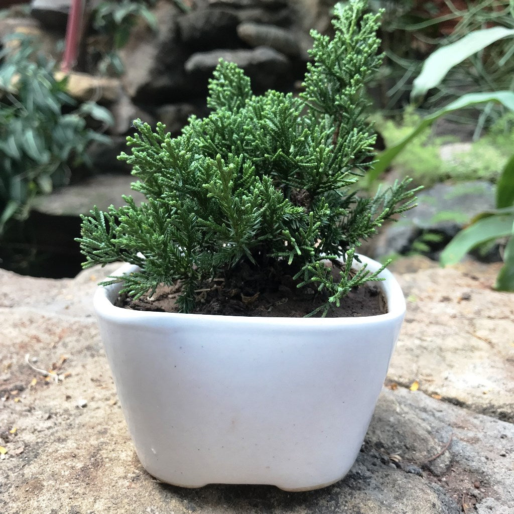 Thuja Chinensis Bonsai Plant - myBageecha