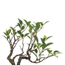 Bonsai Tigerbark Microcarpa Mame Plant