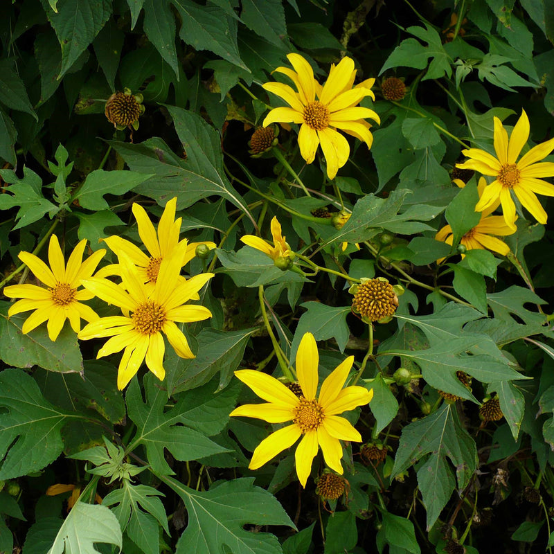Tithonia - Mexican Sunflower (Mix bulbs)