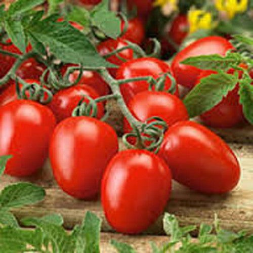 Tomato / Tamaatar Seeds myBageecha - myBageecha