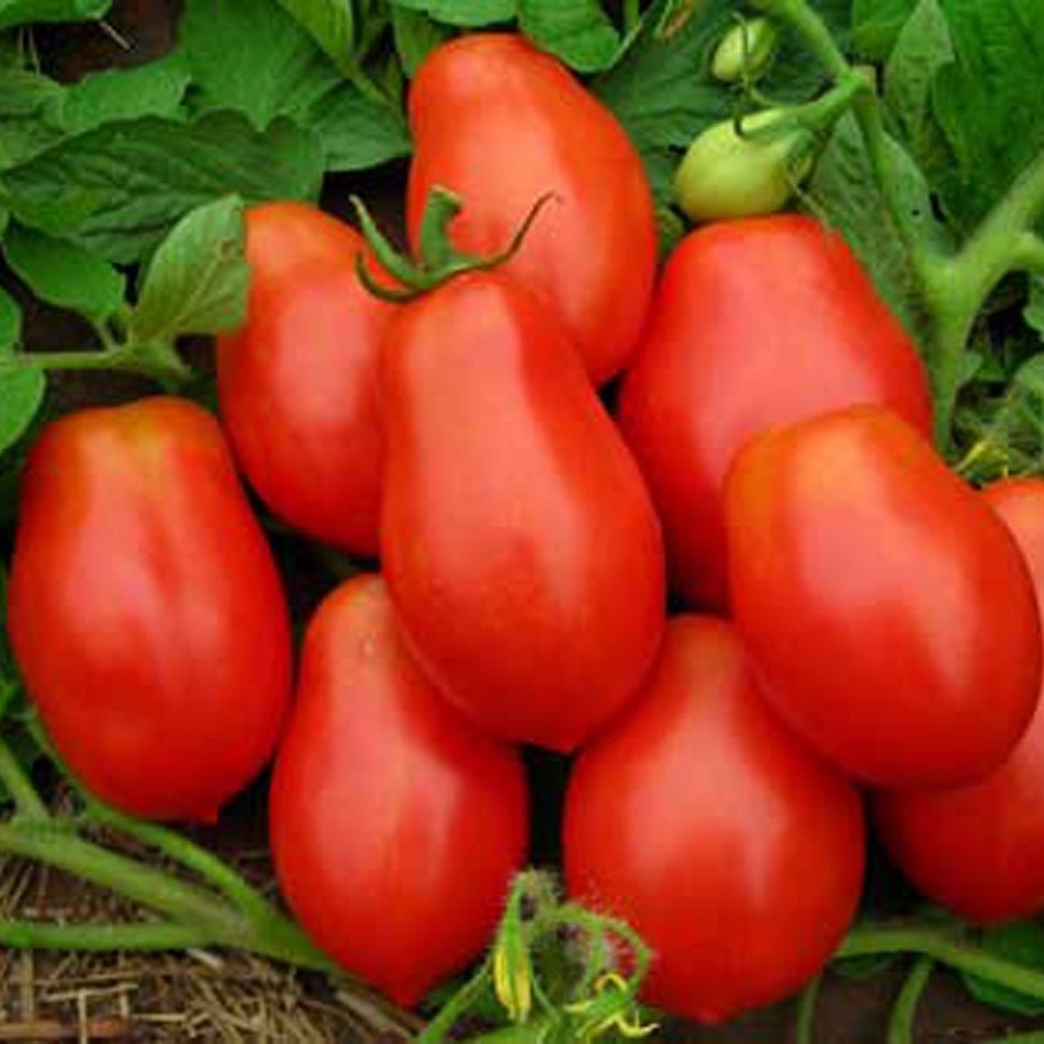 Organic Tomato Roma Herb Seeds - myBageecha