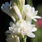 Rajnigandha Polianthes tuberosa (Bulbs)