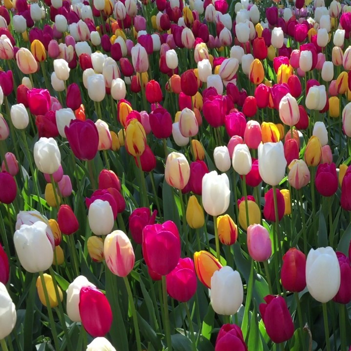 Tulip Mixed Bulbs producing colorful spring blooms in shades of red, pink, yellow, and white - myBageecha
