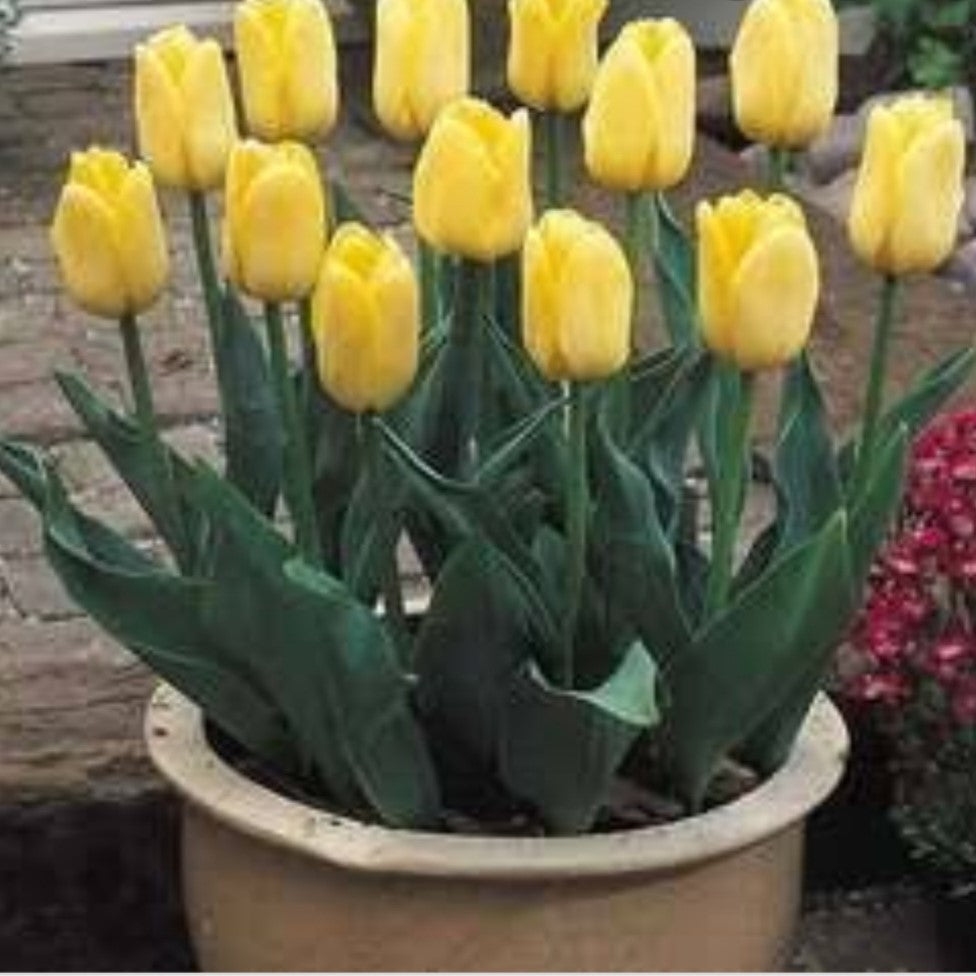 Cluster of Bright yellow Tulip Novi Sun flowering in Pot -myBageecha