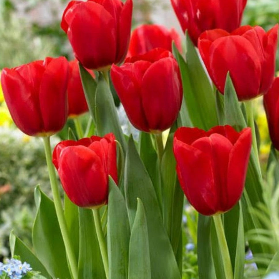 Vivid red Tulip Red Impression flowers in full spring bloom with green foliage-myBageecha