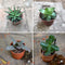 Pack of 4 Cute Shade Loving Tabletop Plants