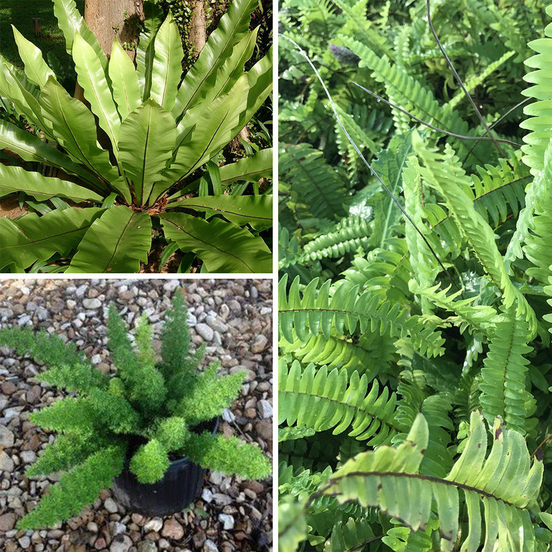 Pack of 3 Easy to Maintain Ferns