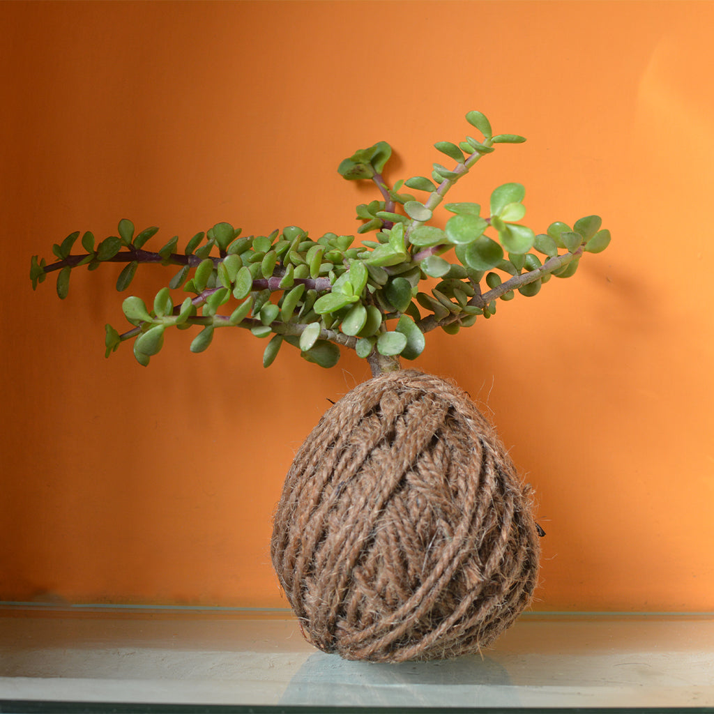 kokedama jade plant Kokedama Dwarf Jade | Japanese Moss Ball Plant