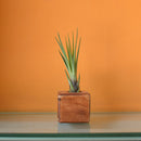 Airplant Wooden Planter