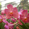 Tan Hoon Siang Plants myBageecha - myBageecha