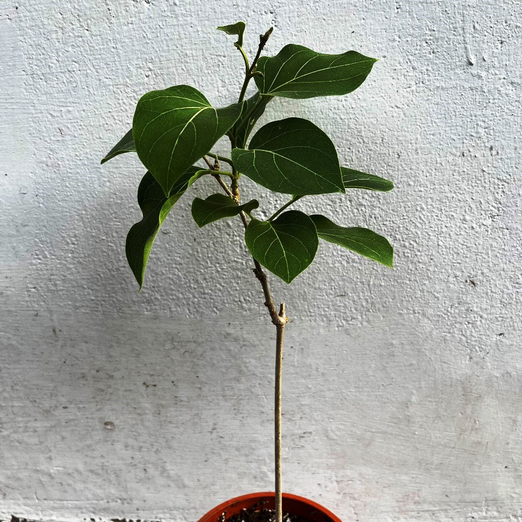Vallaris Solanacea Plant - myBageecha