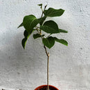 Vallaris Solanacea Plant
