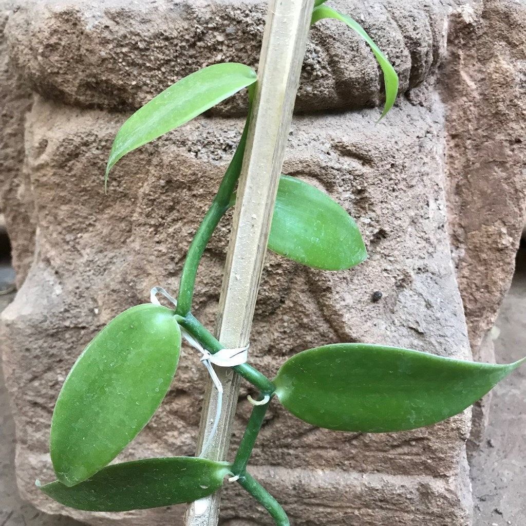 Vanilla Orchid Plant - myBageecha