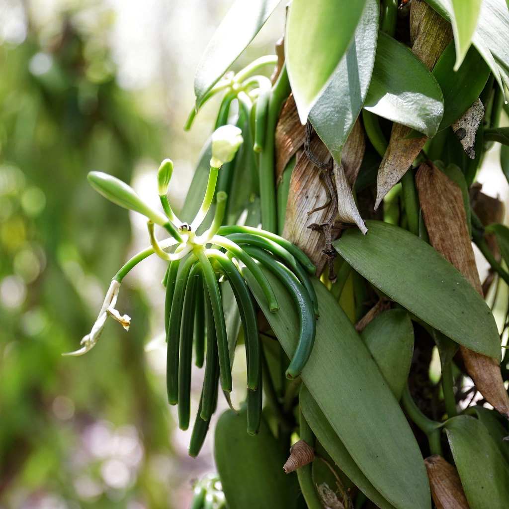 Vanilla Orchid Plant - myBageecha