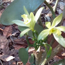 Vanilla Orchid Plant