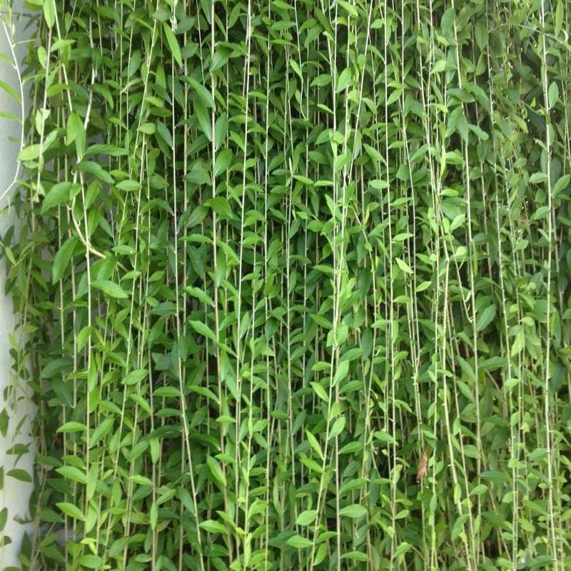 Vernonia Elaeagnifolia Curtain Creeper Plant - myBageecha