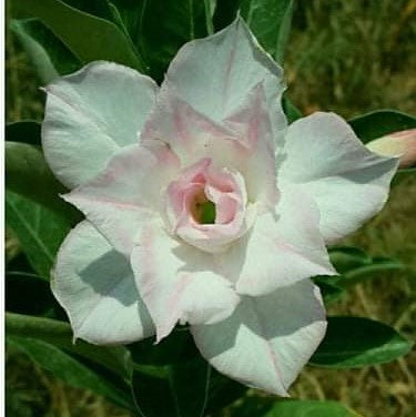 Aspro Rose Adenium Plant