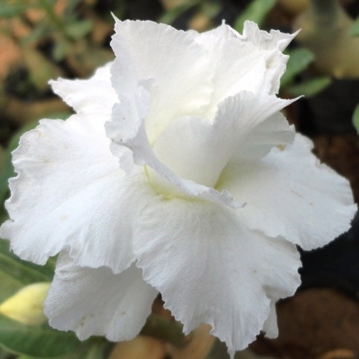 White Pet Siam Adenium Plant