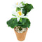 Anthurium with plastic pot in white  (Set of 2)