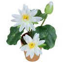 Anthurium with plastic pot in white  (Set of 2)