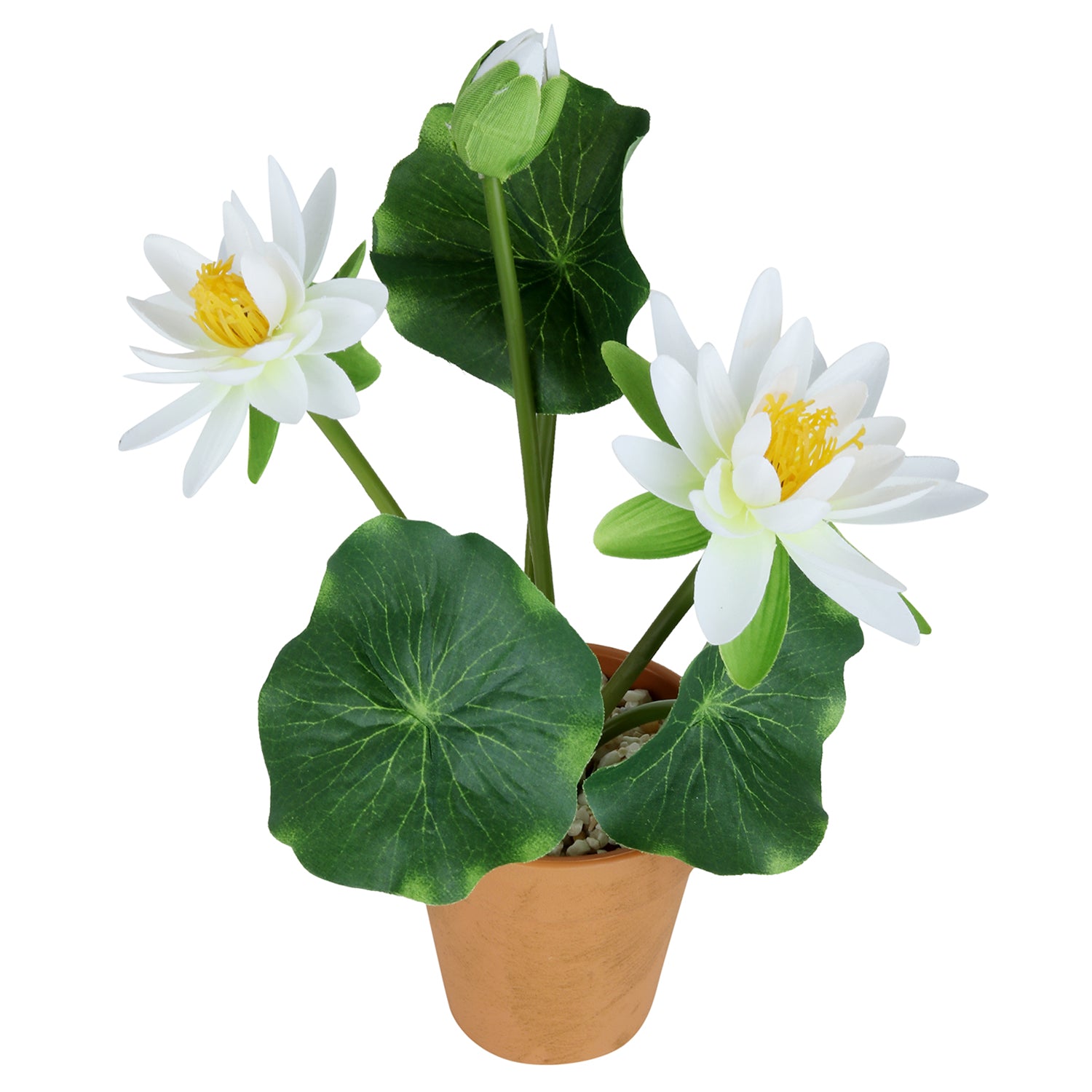 Anthurium with plastic pot in white  (Set of 2) - myBageecha