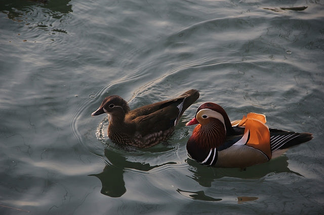 Floating (Pair of two) Mandarin Ducks, floaters