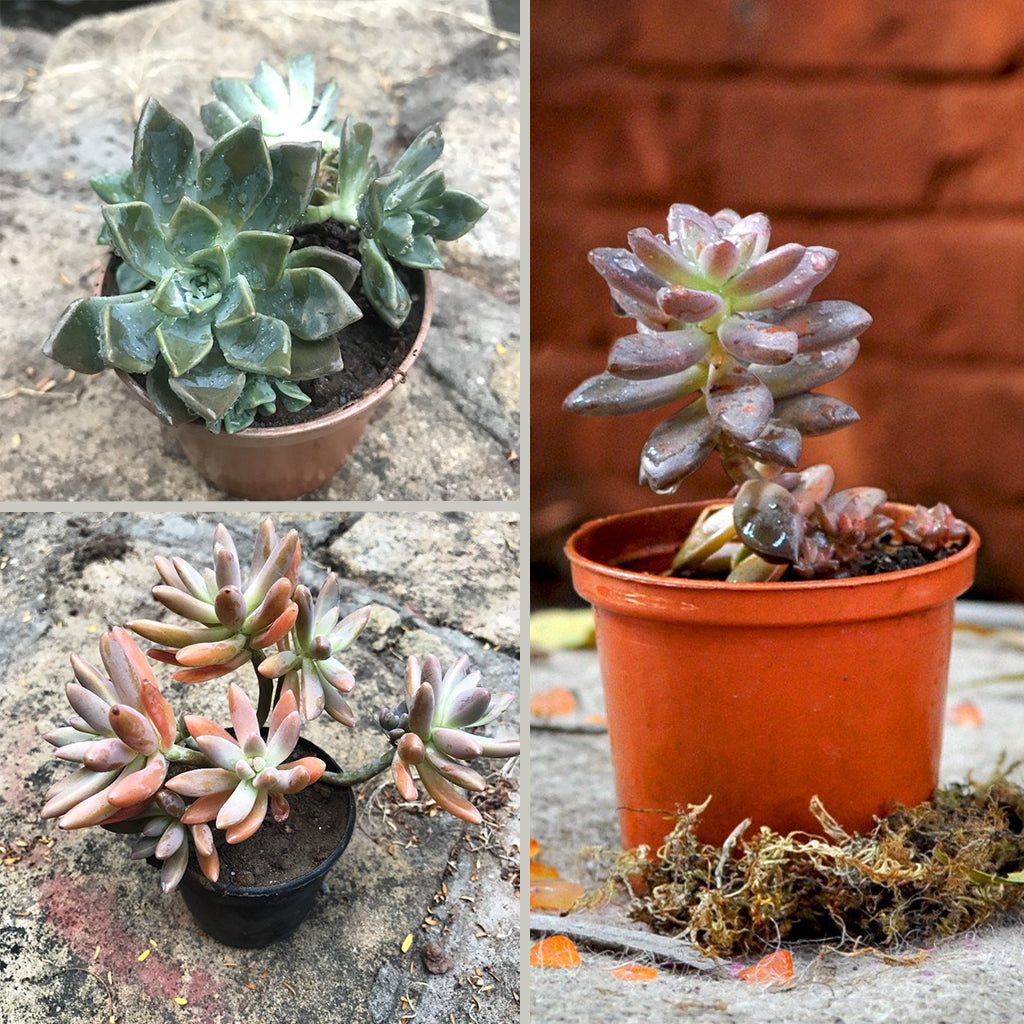 Pack Of Assorted Sedeveria Succulent Plants - myBageecha