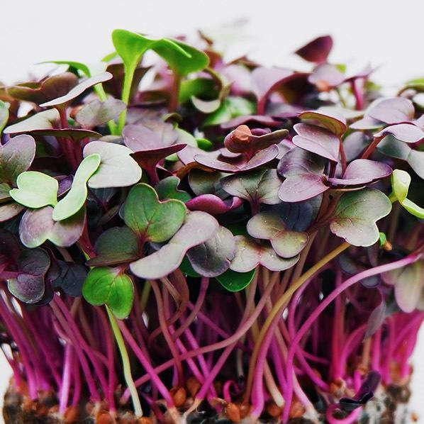 Radish Microgreens - rich in Vitamin C for immunity