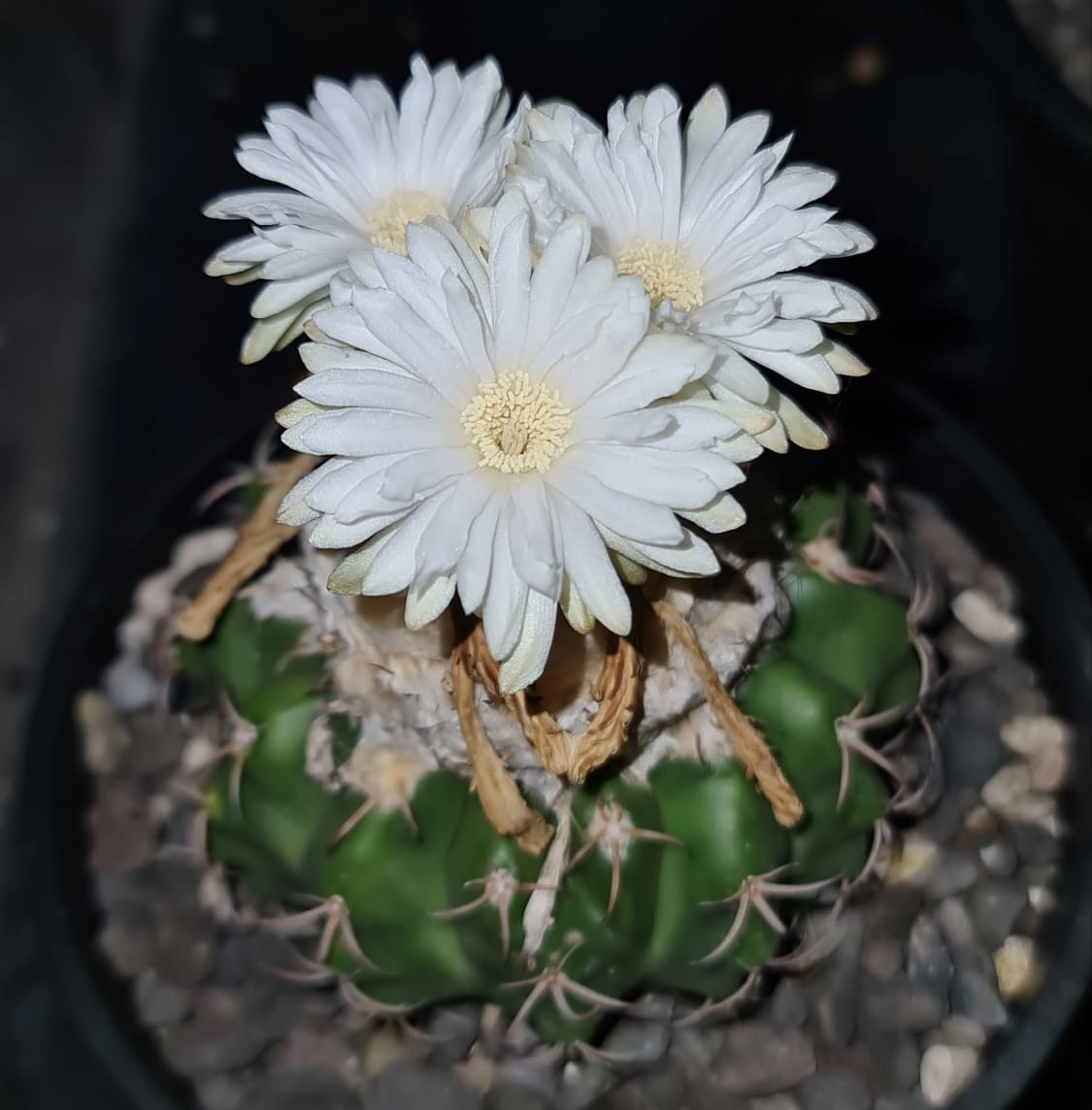 Gymnocalycium Quhilianum x Hybrid Cactus Plant - myBageecha