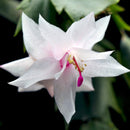 White Christmas Cactus - Zygocactus Plants myBageecha - myBageecha