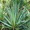 Yucca Gautemalensis Cactus Plant