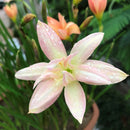 Rain Lily 'Yenti Chandra' Double (Bulbs)