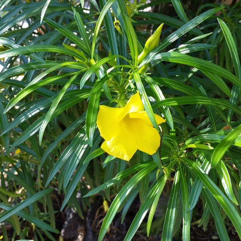 Thevetia Peruviana Yellow Oleander Plant - myBageecha