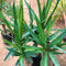Yucca Gloriosa Cactus Plant