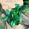 Zamioculcus Zamiifolia Zenzii Plant
