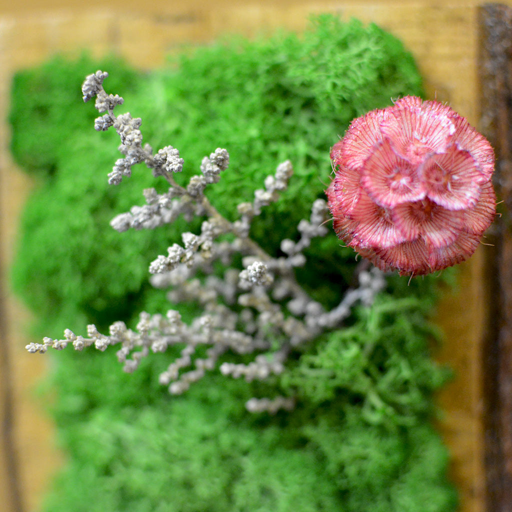A Frosty Floret Tabletop Preserved Moss Frame in Wooden Bark - myBageecha
