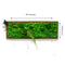 A Mystical Forest Preserved Moss Frame with Dark Wood