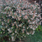 Abelia Grandiflora Plant