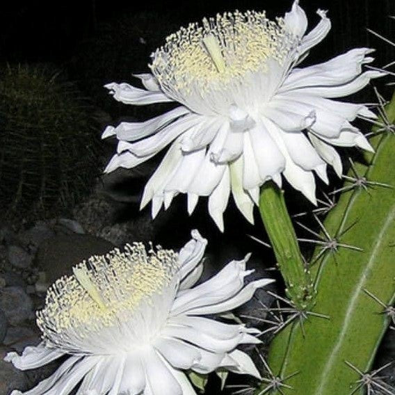 Acanthocereus Tetragonus Triangle Cactus Plant - myBageecha