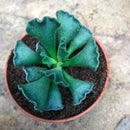 Adromischus Cristatus Succulent Plant