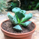 Adromischus Cristatus Succulent Plant