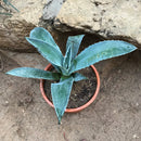 Agave Franzosinii Majestic Agave Plant