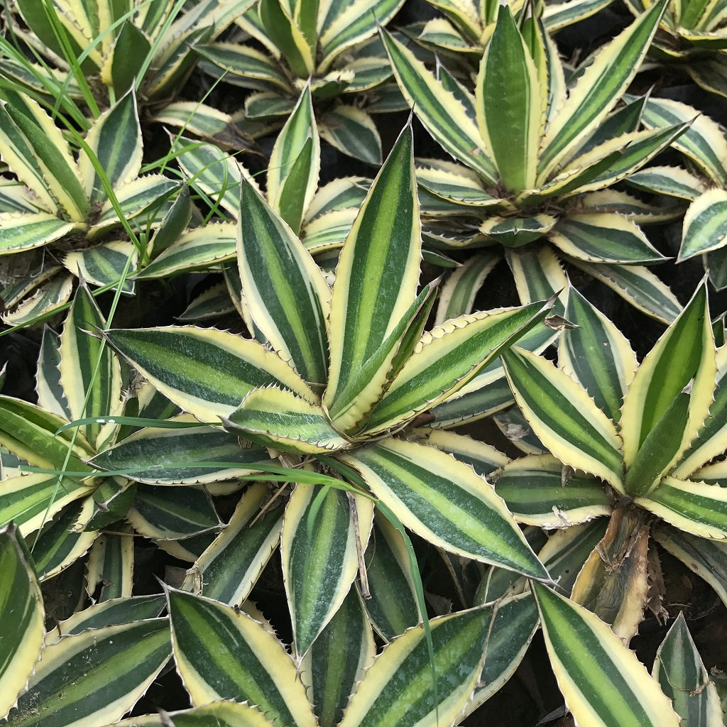 Agave Lophantha Quadricolor Plant - myBageecha