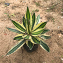 Agave Lophantha Quadricolor Plant