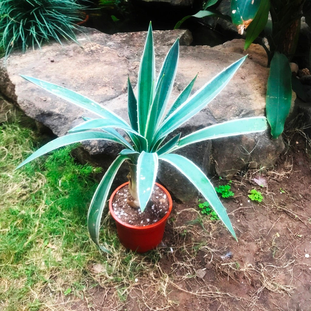 Agave Angustifolia Marginata Cactus Plant - myBageecha