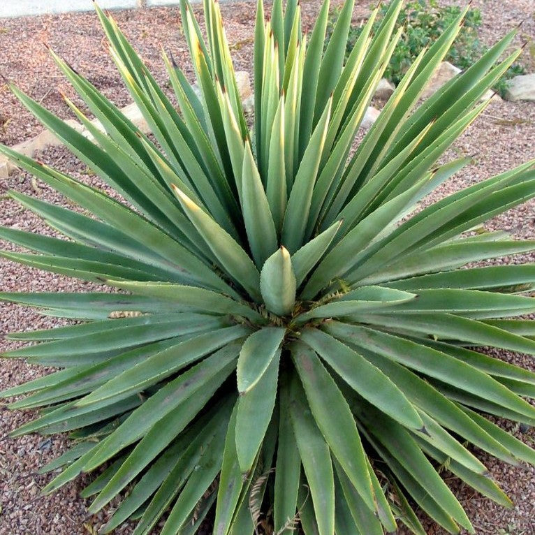 Agave Angustifolia Cactus Plant