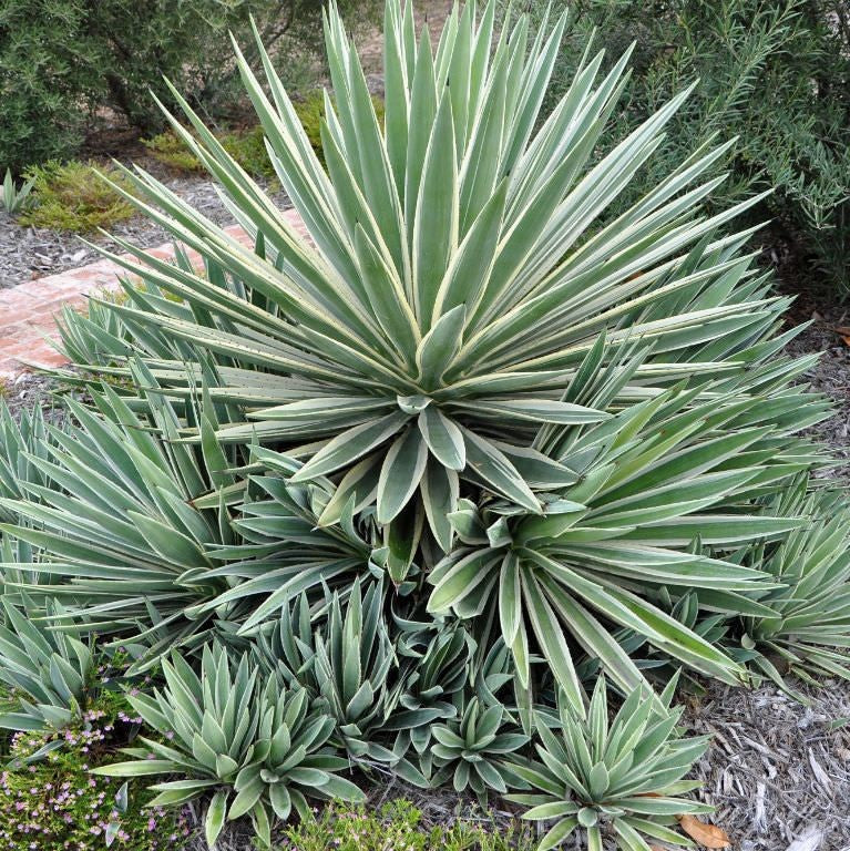 Agave Angustifolia Marginata Cactus Plant