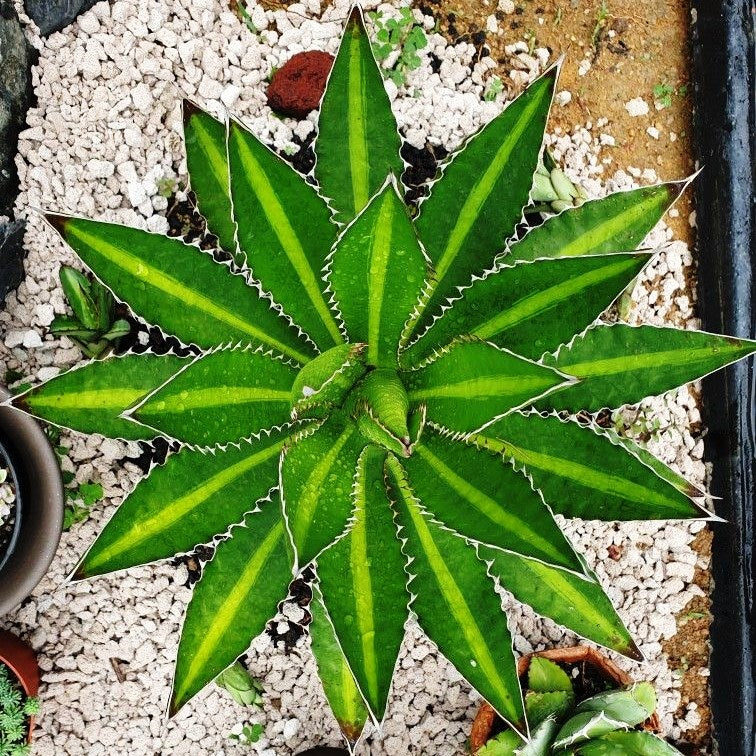 Agave Lophantha Splendida Plant - myBageecha