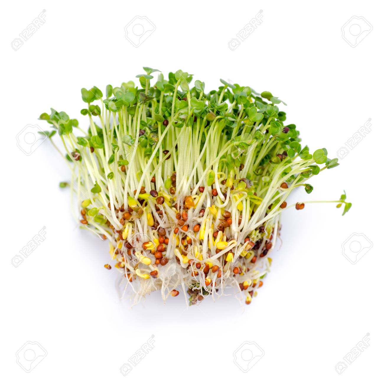 Alfalfa Microgreens Seeds - myBageecha