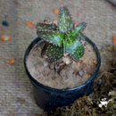 Aloe Jucunda Plants myBageecha - myBageecha